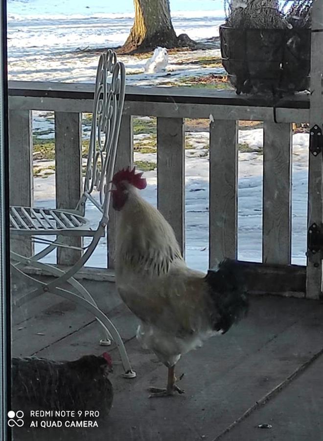 B&B Rando & Kaerdi Juures Oue Lyuganuse Buitenkant foto