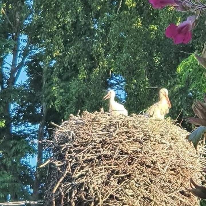 B&B Rando & Kaerdi Juures Oue Lyuganuse Buitenkant foto